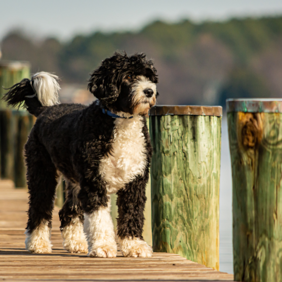 Portuguese Water Dog Puppy For Sale - Seaside Pups